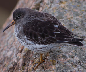 Purple Sandpiper