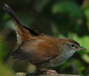Bouscarle de Cetti 
&copy; Jean-Michel Fenerole