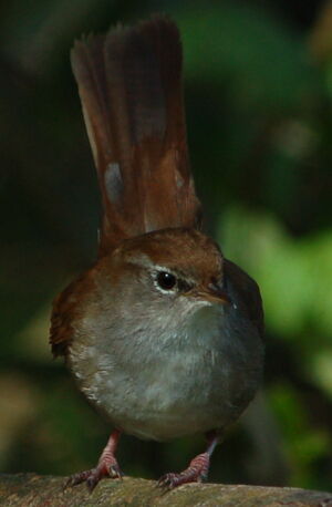 Bouscarle de Cetti 
&copy; Jean-Michel Fenerole