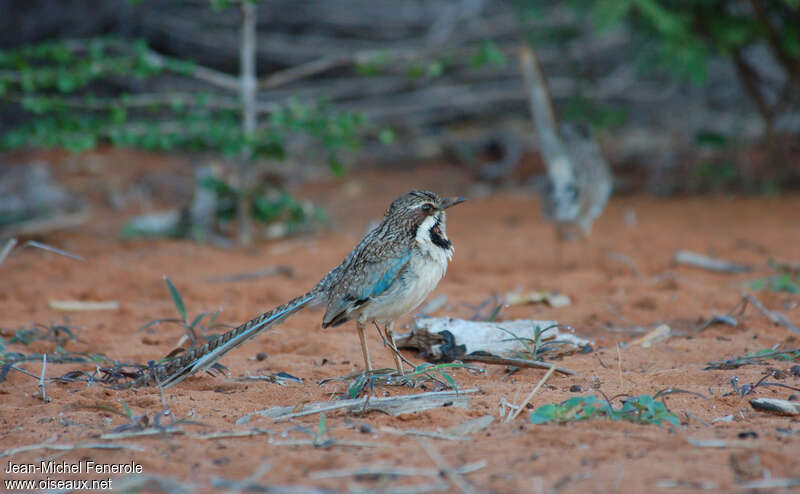 Long-tailed Ground Rolleradult, identification