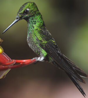 Green-crowned Brilliant