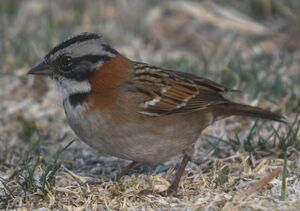 Rufous-collared Sparrow