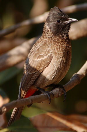 Red-vented Bulbul