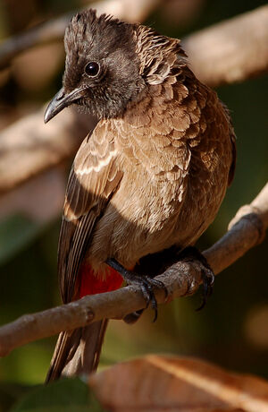 Red-vented Bulbul