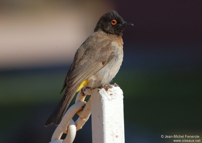 African Red-eyed Bulbul, identification
