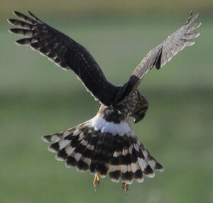 Hen Harrier