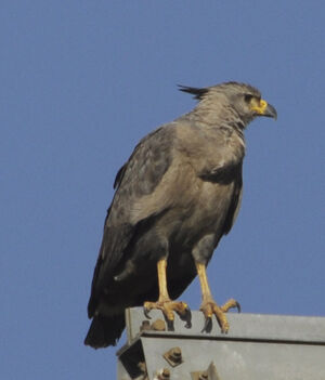Crowned Solitary Eagle