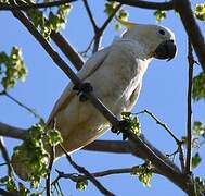 Yellow-crested Cockatoo