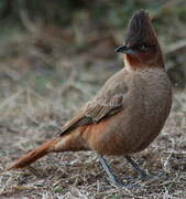 Brown Cacholote