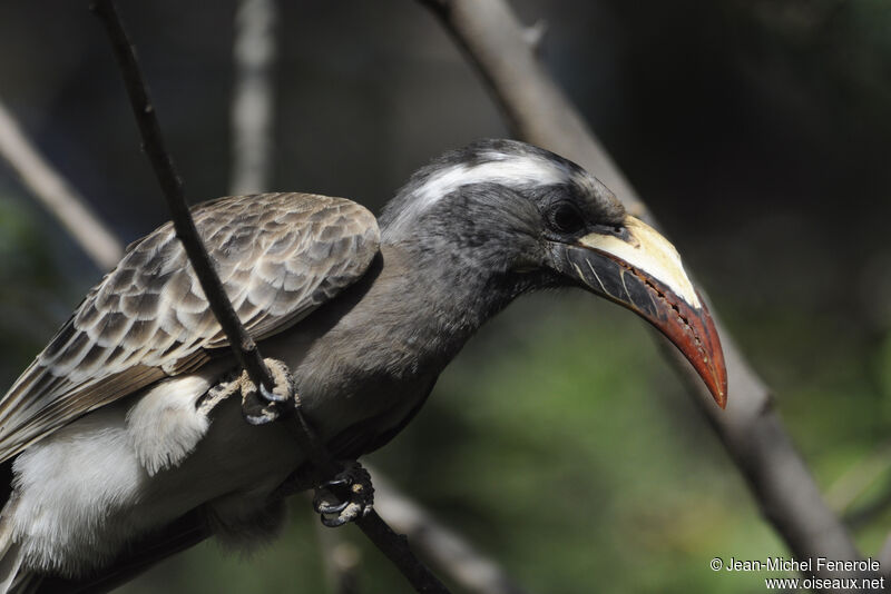 African Grey Hornbill female adult