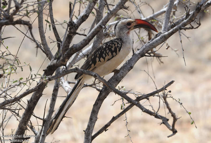 Northern Red-billed Hornbill male adult, camouflage, pigmentation