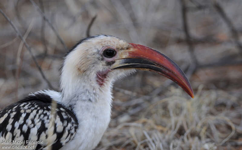 Northern Red-billed Hornbill male adult, close-up portrait