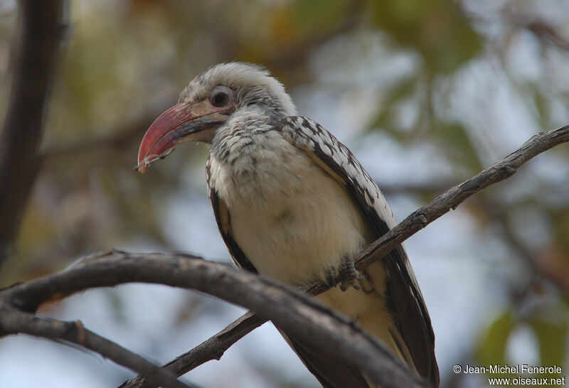 Damara Red-billed Hornbill, identification