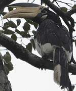 Malabar Pied Hornbill
