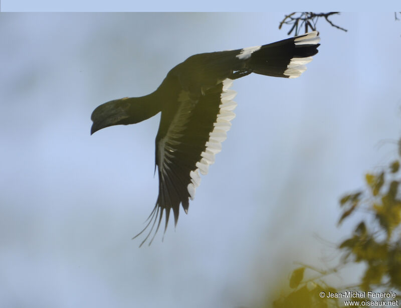 Trumpeter Hornbill female adult