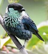 Black-capped Tanager