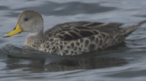 Yellow-billed Pintail