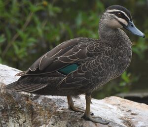 Pacific Black Duck