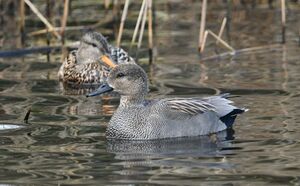 Gadwall