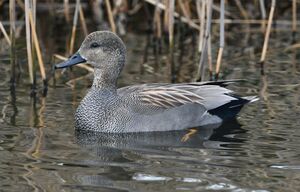 Gadwall