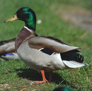 Canard colvert 
&copy; Jean-Michel Fenerole