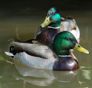 Canard colvert 
&copy; Jean-Michel Fenerole