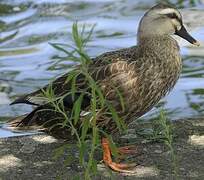 Eastern Spot-billed Duck