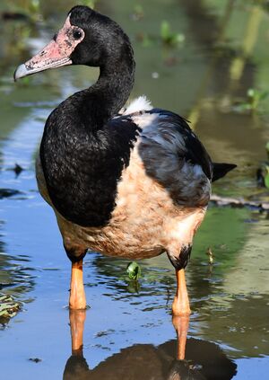 Magpie Goose