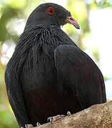 Goliath Imperial Pigeon