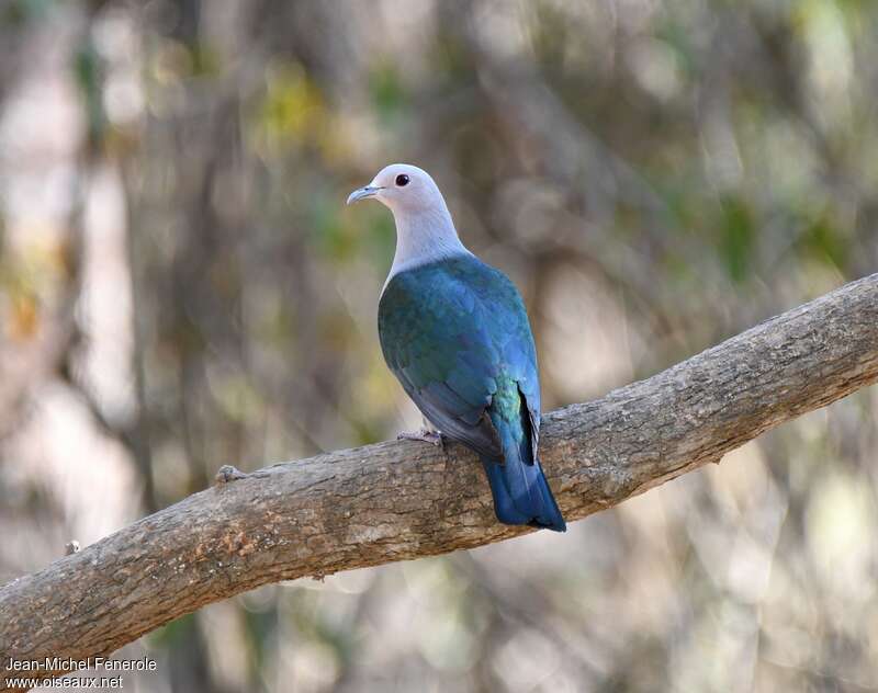 Green Imperial Pigeonadult, aspect