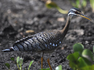 Sunbittern