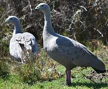Cape Barren Goose