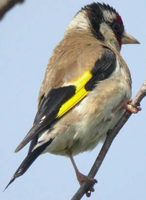 European Goldfinch 
&copy; Jean-Michel Fenerole