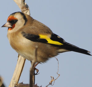 European Goldfinch 
&copy; Jean-Michel Fenerole