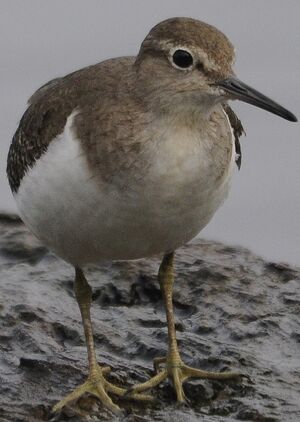 Common Sandpiper