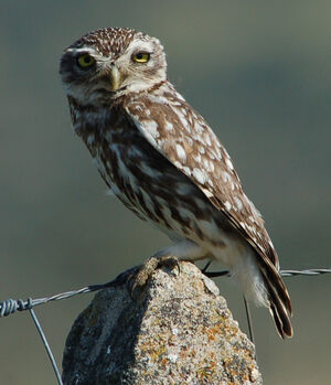 Little Owl
