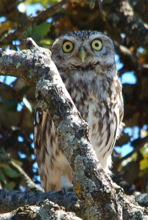 Little Owl