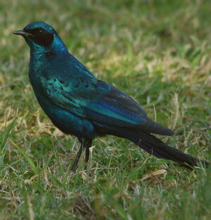 Choucador de Burchell