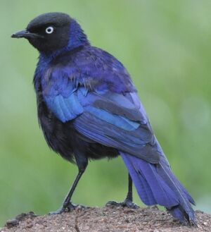 Rüppell's Starling