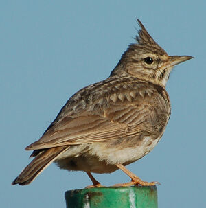 Thekla Lark