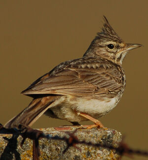 Thekla Lark