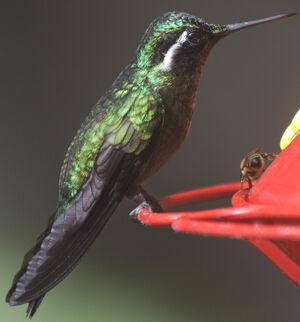 Colibri à gorge pourprée