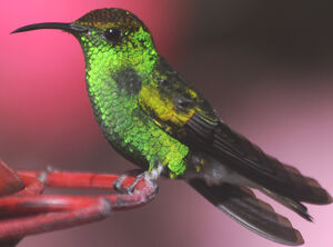 Colibri � t�te cuivr�e