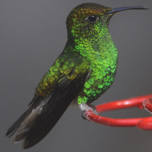 Colibri � t�te cuivr�e