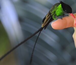 Colibri � t�te noire