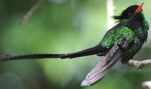 Colibri � t�te noire