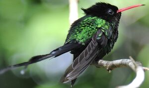 Colibri � t�te noire