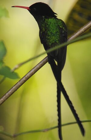 Colibri � t�te noire