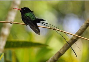 Colibri � t�te noire