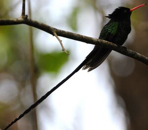 Colibri � t�te noire